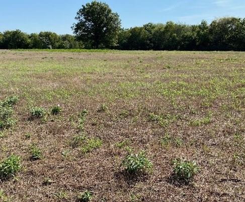 Challenges with smooth bromegrass hayfields